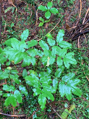 Sorbus sitchensis sitchensis