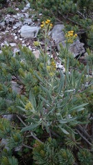Senecio carnerensis
