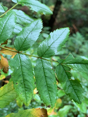 Sorbus sitchensis sitchensis