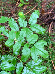 Sorbus sitchensis sitchensis