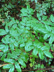 Sorbus sitchensis sitchensis