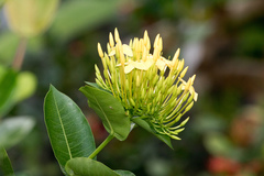 Angiospermae