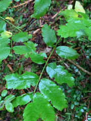 Sorbus sitchensis sitchensis