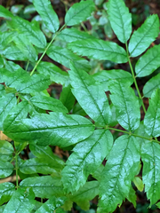 Sorbus sitchensis sitchensis