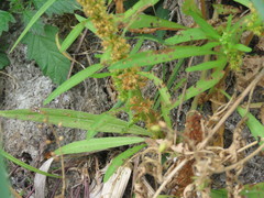 Rumex maritimus