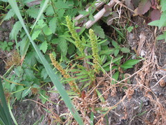 Rumex maritimus