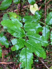 Sorbus sitchensis sitchensis