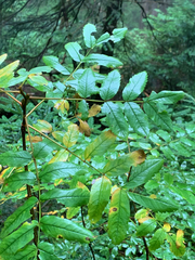 Sorbus sitchensis sitchensis
