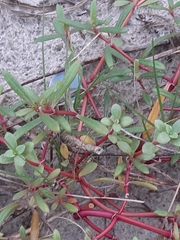 Blutaparon portulacoides