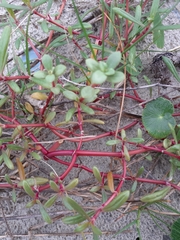 Blutaparon portulacoides