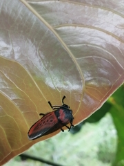 Edebessa nigropuncta