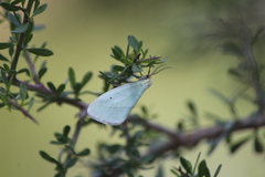 Leuculodes lacteolaria