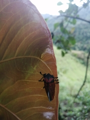 Edebessa nigropuncta