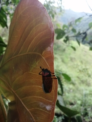 Edebessa nigropuncta