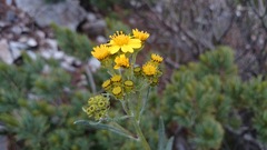 Senecio carnerensis
