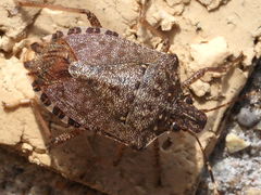 Halyomorpha halys