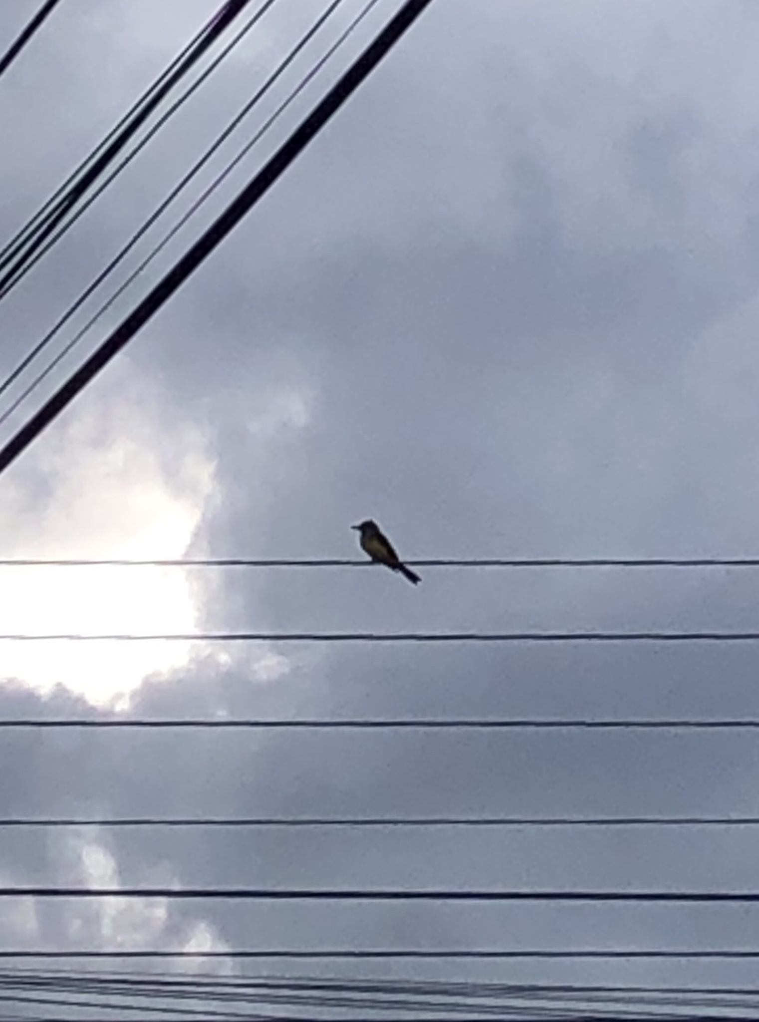 Tyrannus melancholicus image