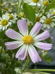 Cosmos parviflorus