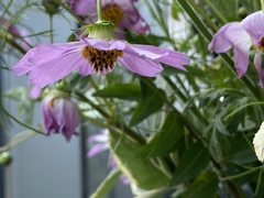 Cosmos parviflorus