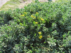 Senecio maritimus