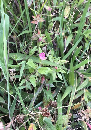 Oenothera rosea image