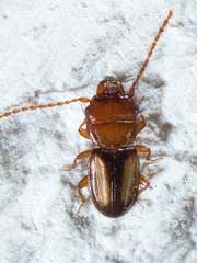 Laemophloeus terminalis