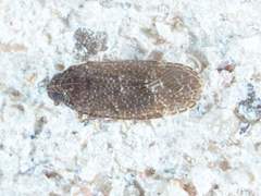 Opsiplanon luella