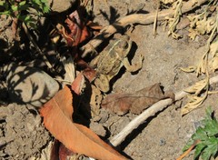 Bufonidae