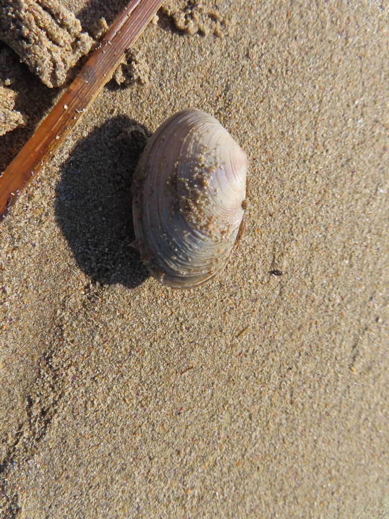 Pallidea