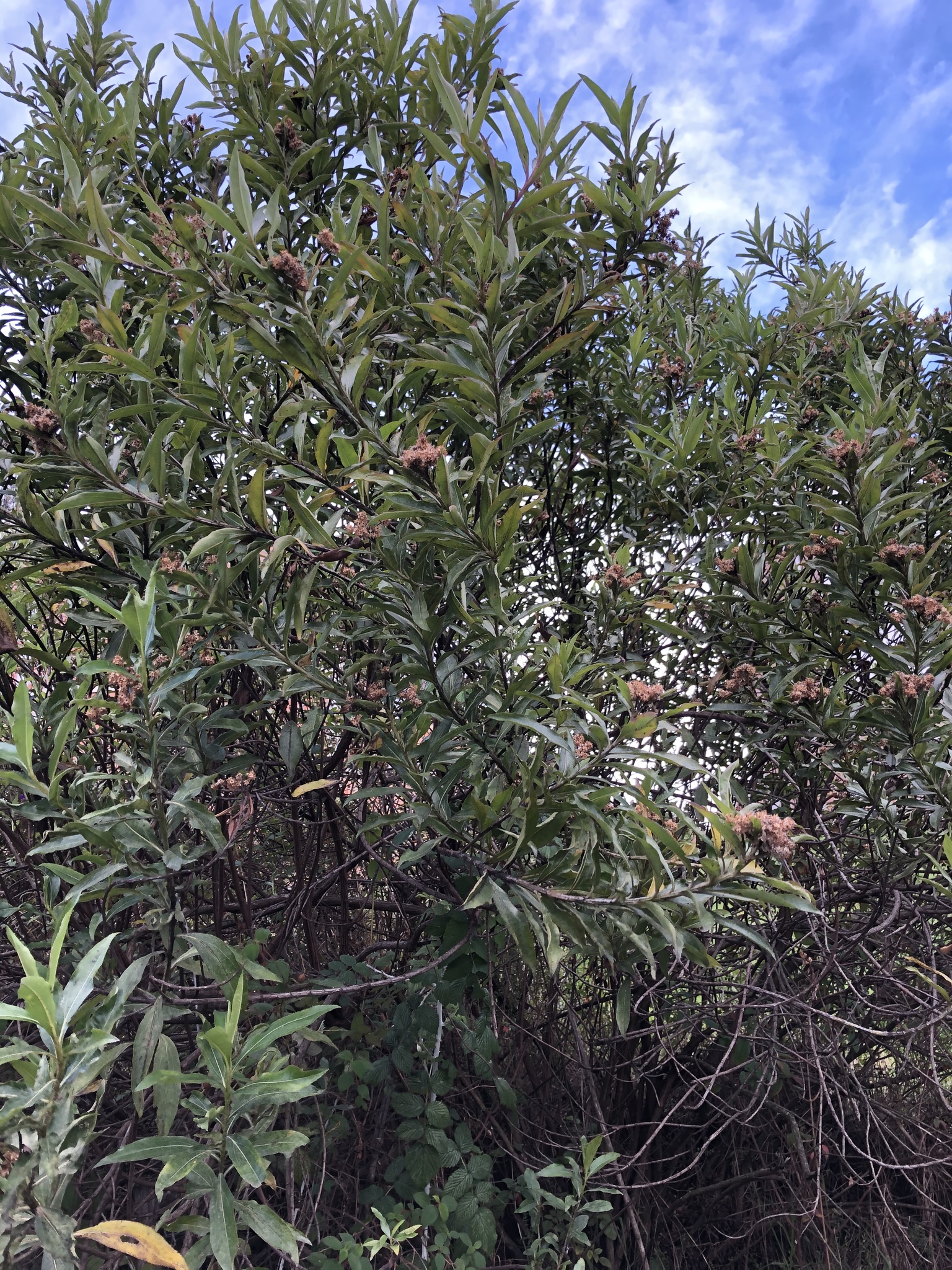 Baccharis latifolia image