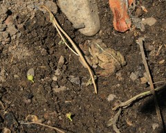 Bufonidae