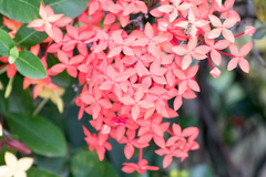 Ixora coccinea