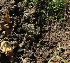 Bufonidae
