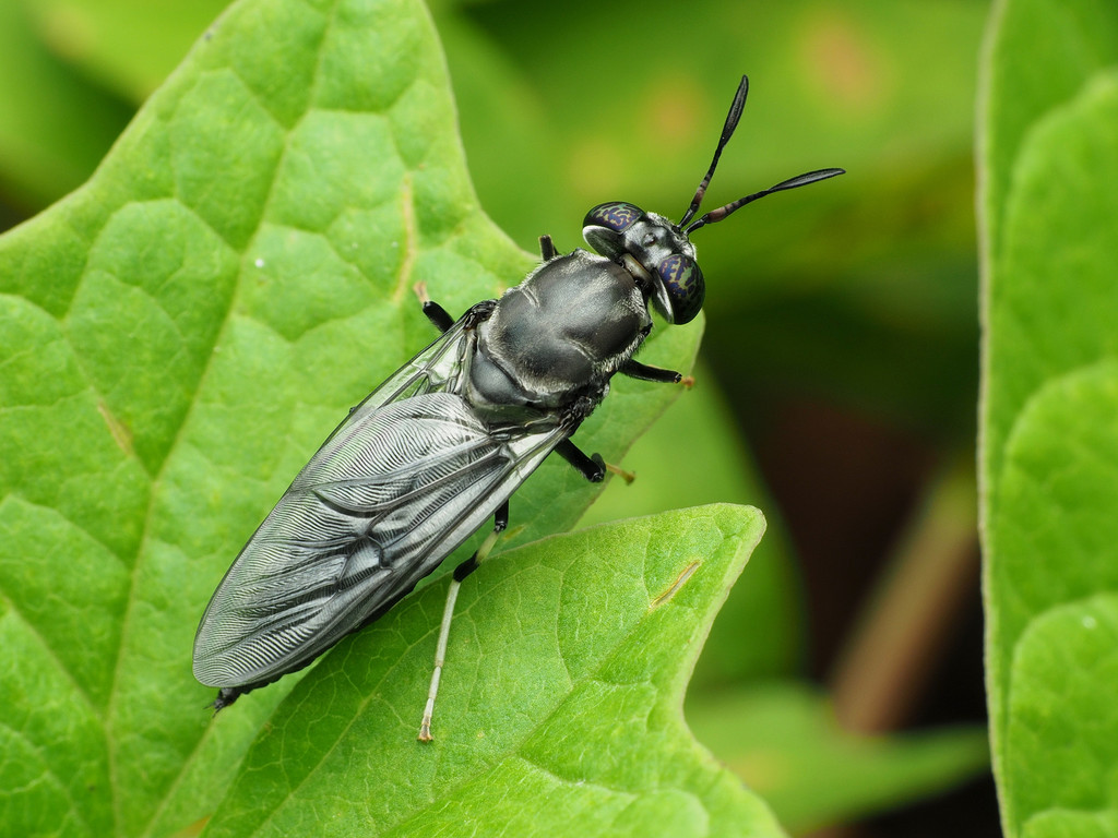 Mosca Soldado Negra Biodiversidad Y Polinizadores Inaturalist Mexico