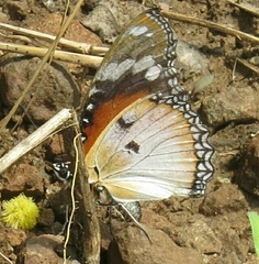 Hypolimnas misippus