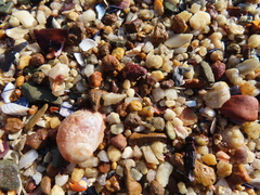 Crepipatella capensis