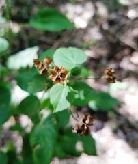 Wissadula amplissima