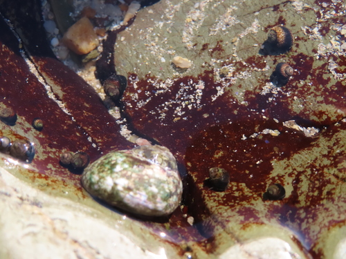 Gibbula fulgens, 2020-09-27