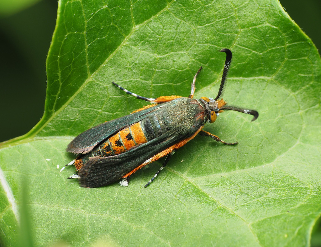 Squash Vine Borer