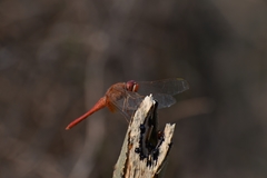 Crocothemis servilia