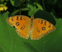 Junonia almana