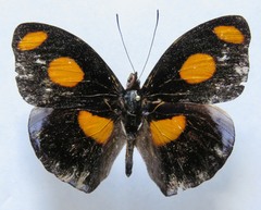 Catonephele numilia esite