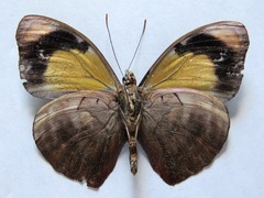 Catonephele numilia esite