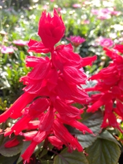 Salvia splendens