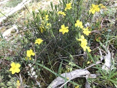 Hibbertia australis