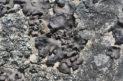 Umbilicaria polyphylla