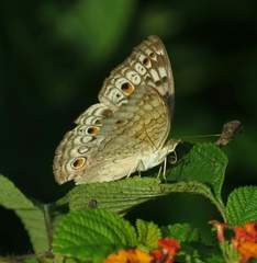 Junonia atlites