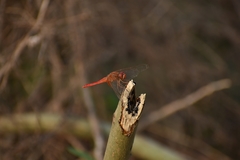 Crocothemis servilia