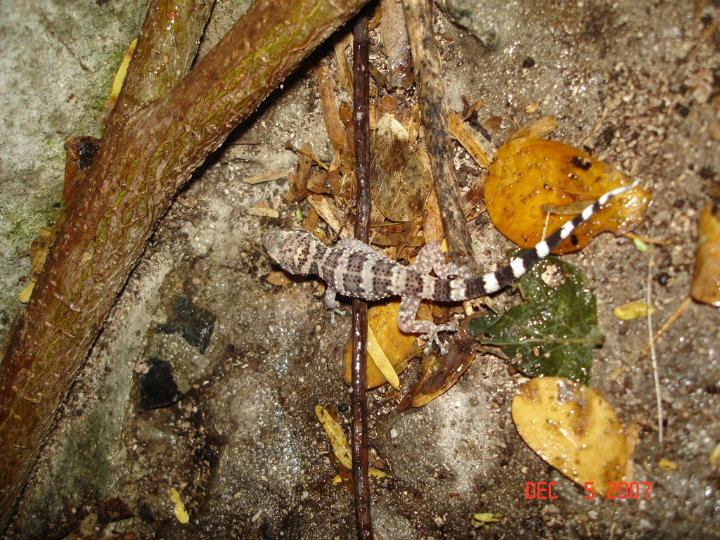 Puerto Rican Leaf-toed Gecko