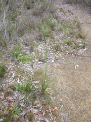 Xanthorrhoea gracilis
